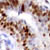 Cells showing presence of Cyclin E